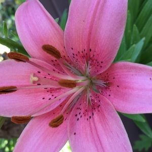 Meet your Posher, Mercedes